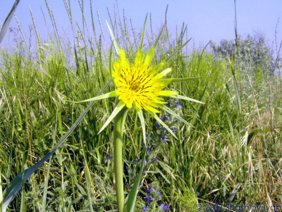 Козлобородник dubius