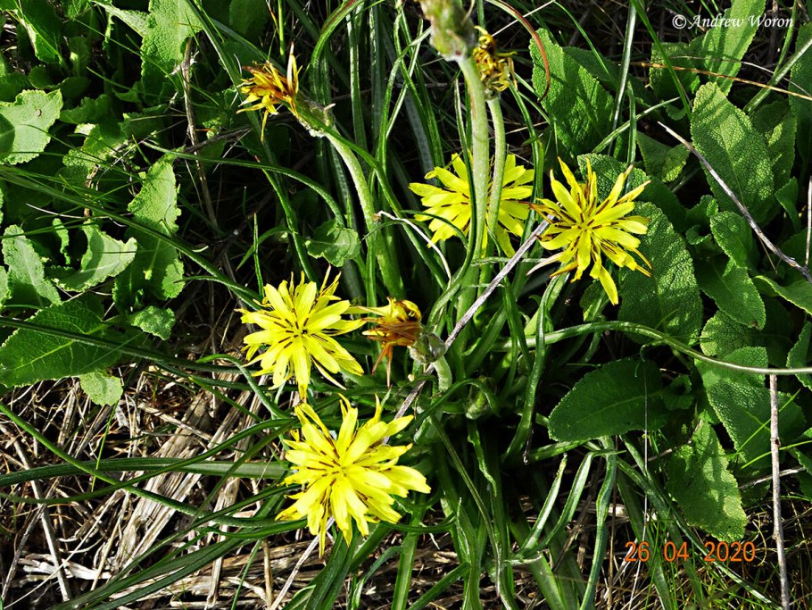 Козлобородник окаймленный