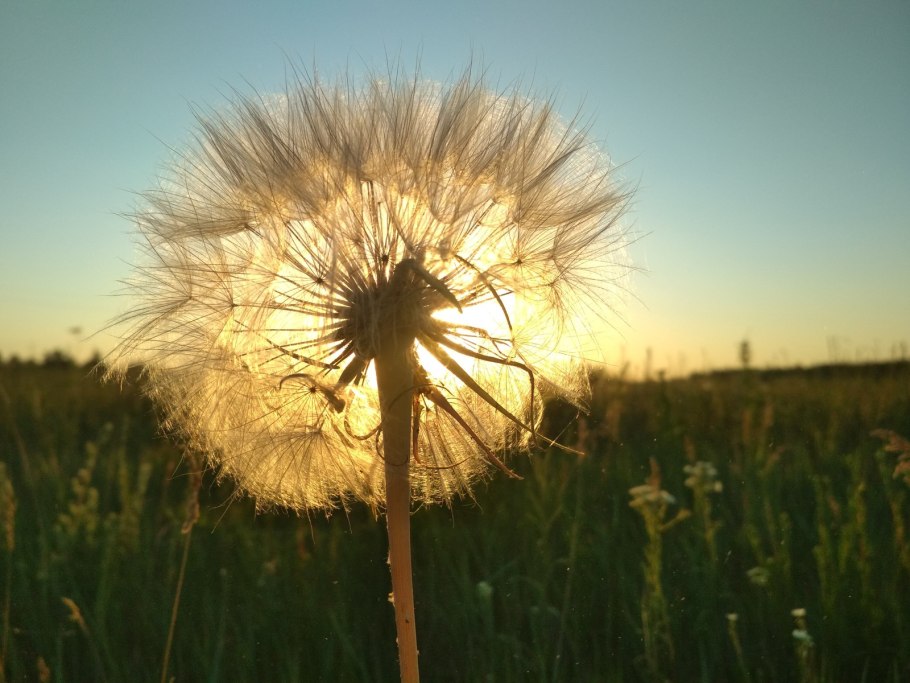 Козлобородник Луговой сорняк