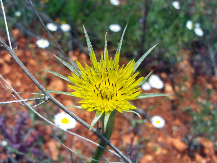 Козлобородник сомнительный Луговой
