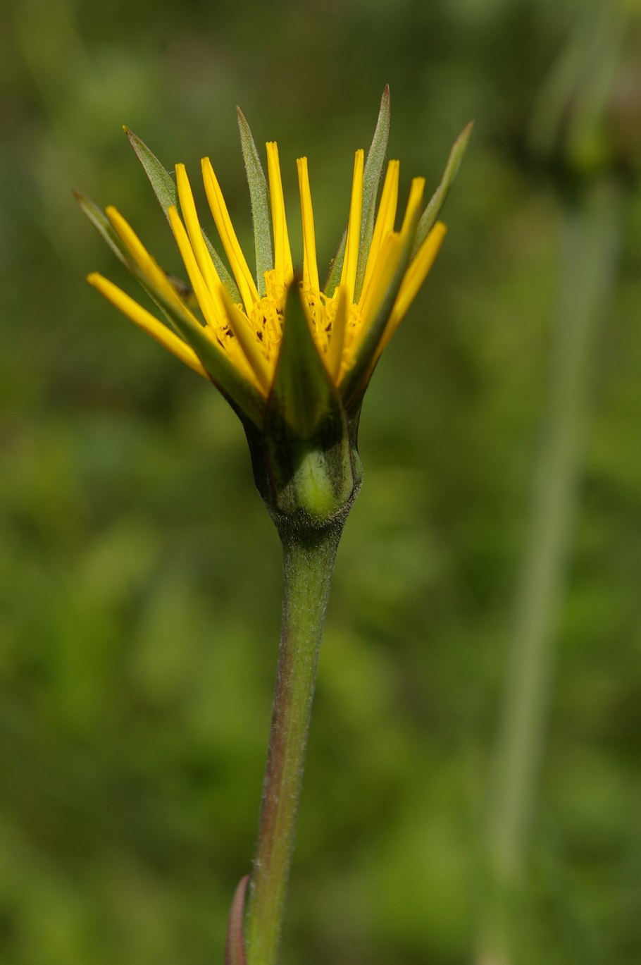 Козлобородник луговой