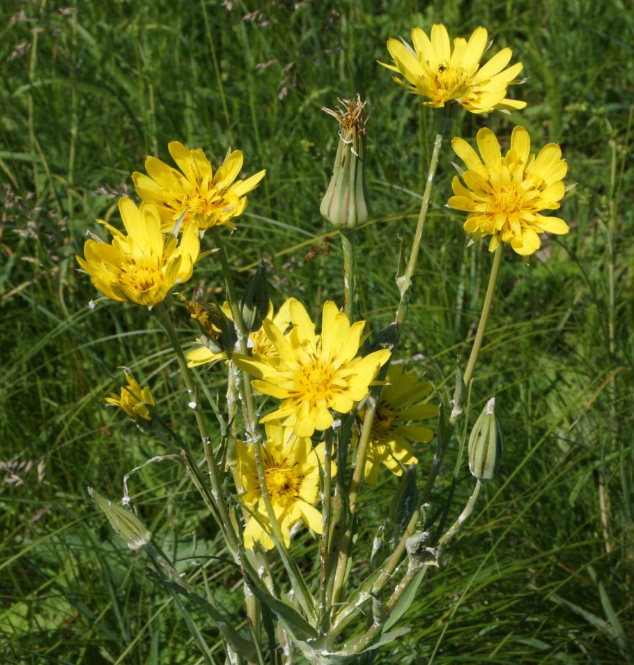 Tragopogon dubius