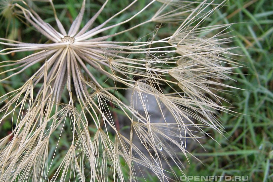 Tragopogon orientalis