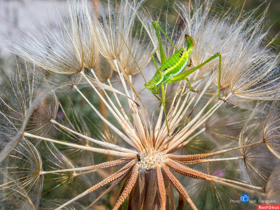 Одуванчик козлобородник
