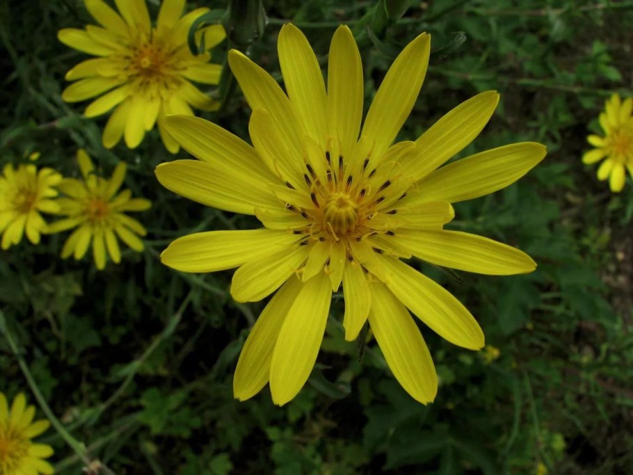 Tragopogon orientalis