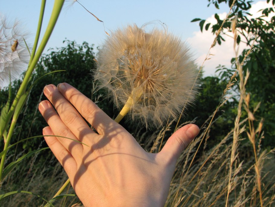 Козлобородник окаймленнолистный