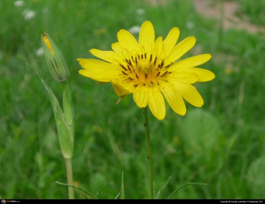 Козлобородник сомнительный