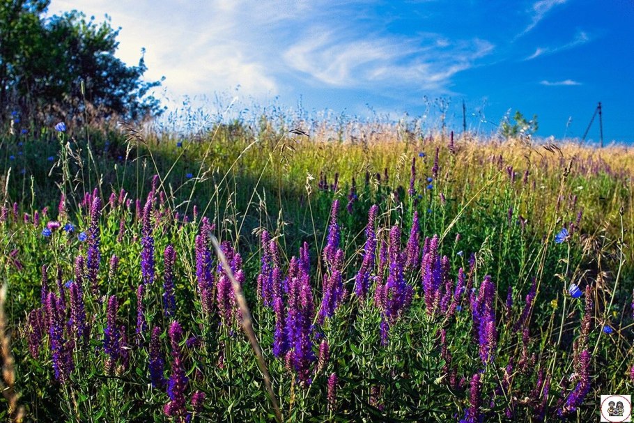 Сальвия Дубравная (шалфей) Остфризленд