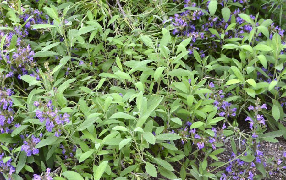 Шалфей дикий Луговой