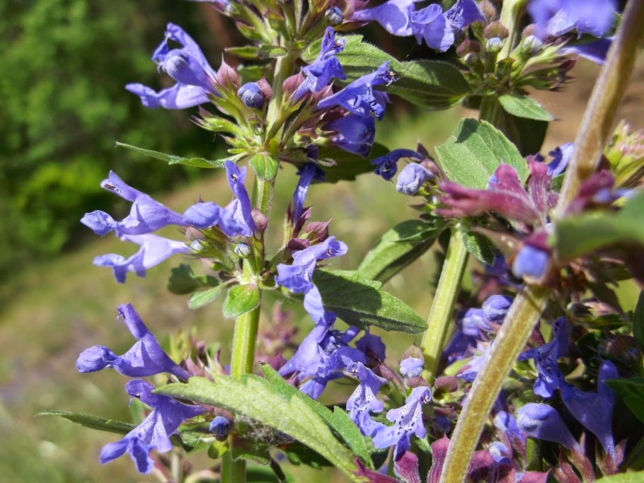 Шалфей цветок