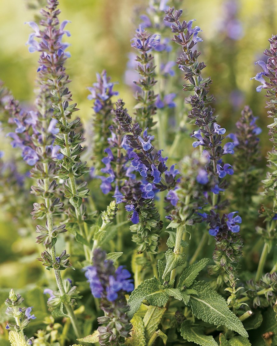 Шалфей дубравный salvia nemorosa