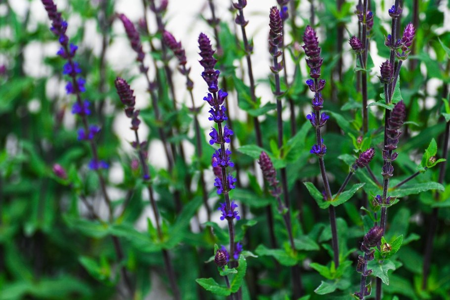 Шалфей Императорский