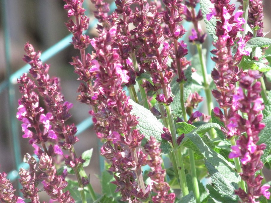 Дубравный шалфей