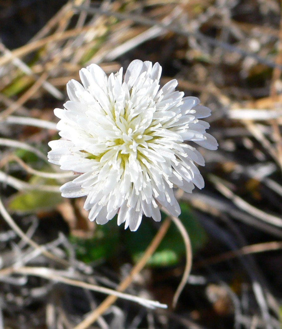 Певек растительность