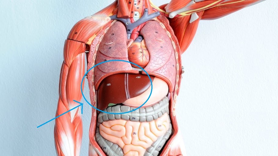 Анатомия органов брюшной полости человека 3д
