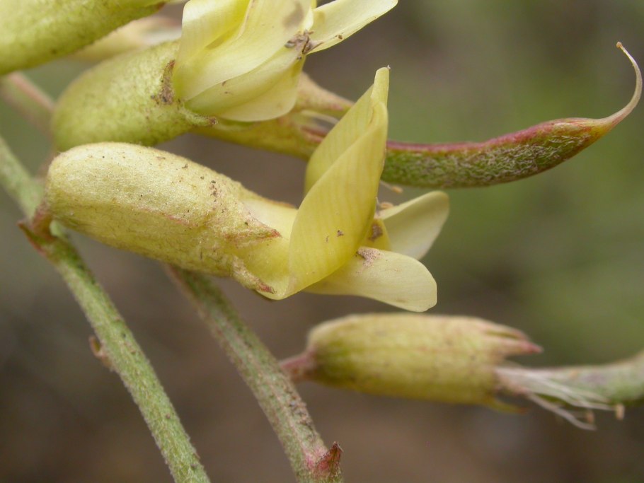 Astragalus curvicarpus