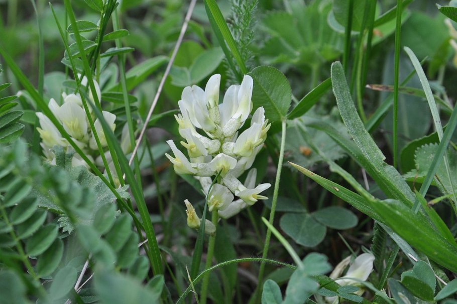 Астрагал шерстистоцветковый и перепончатый.