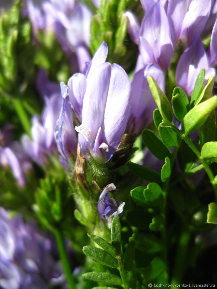 Астрагал датский