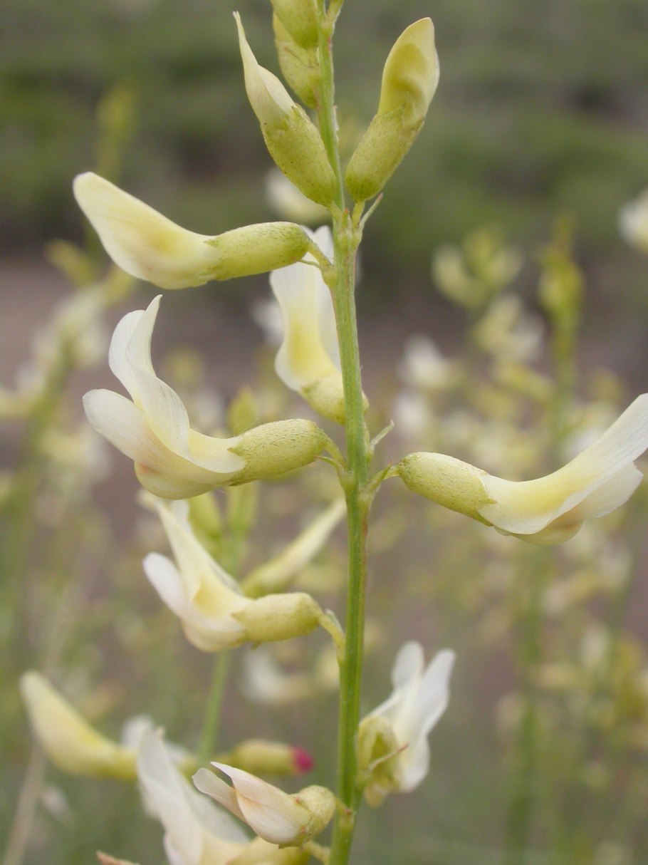 Astragalus filipes