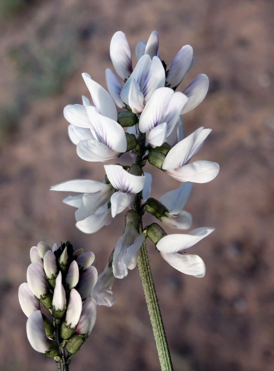 Astragalus alpinus