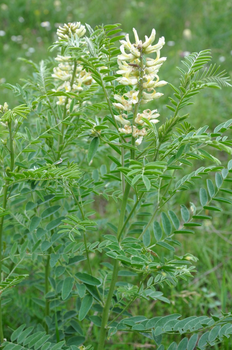 Астрагал солодколистный