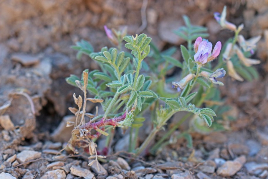 Astragalus purshii var