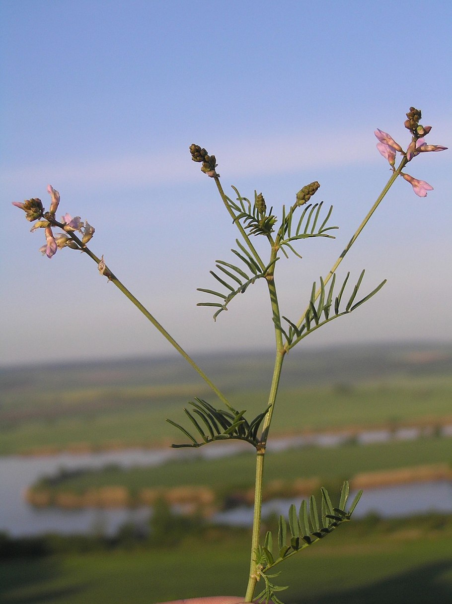Onobrychis viciifolia