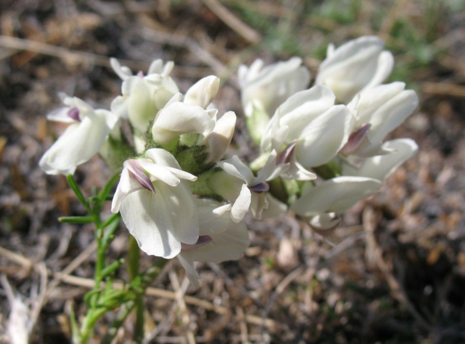 Astragalus albicaulis