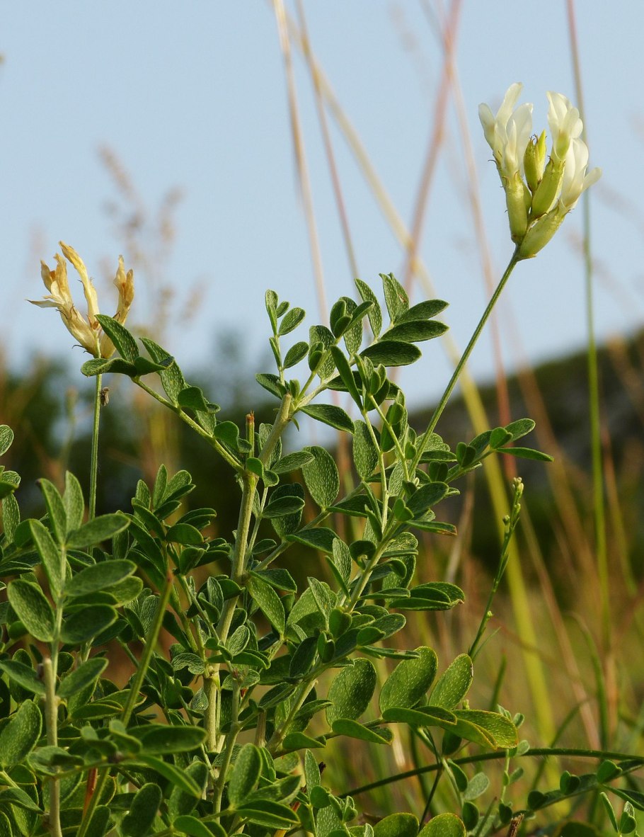 Astragalus longipetalus