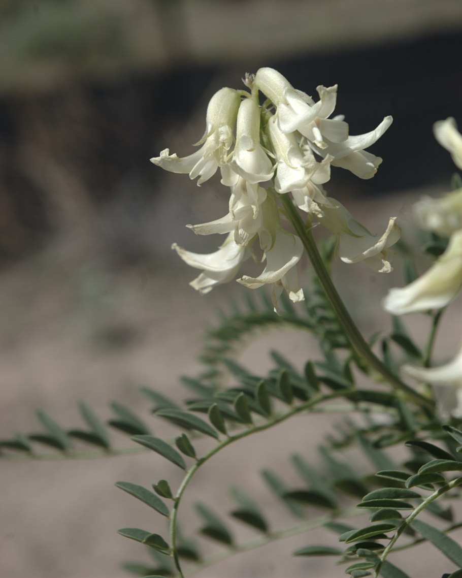 Astragalus praelongus
