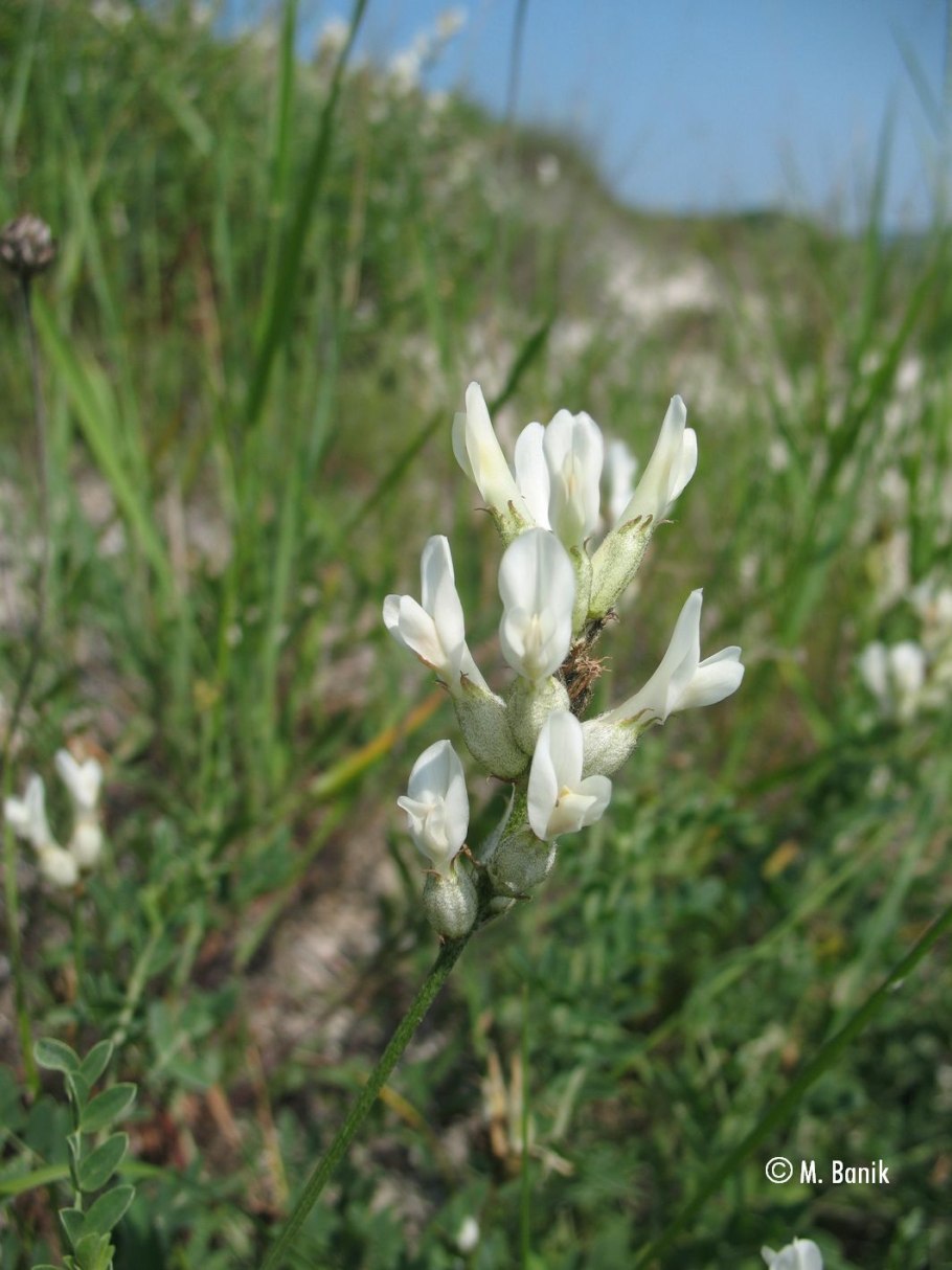 Астрагал уральский