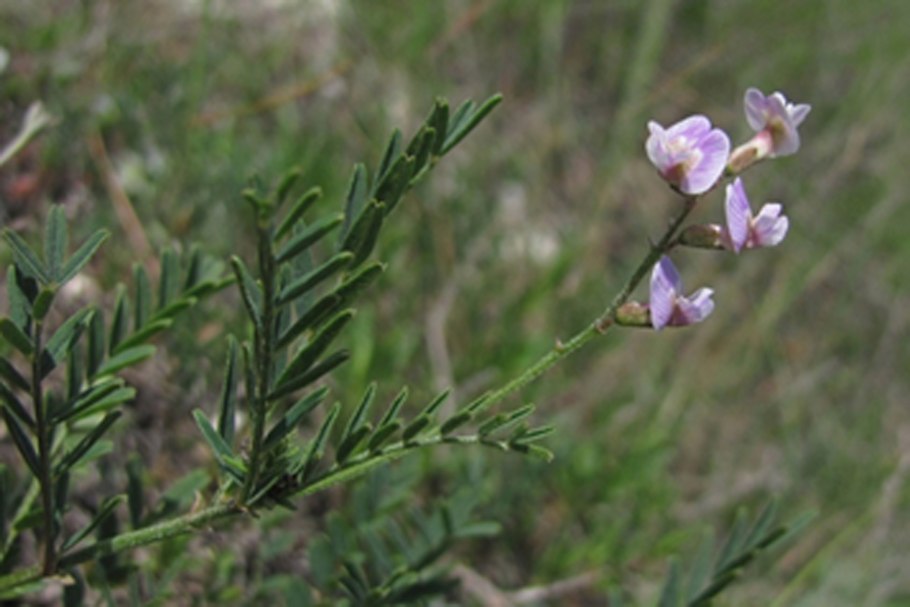 Астрагал австрийский