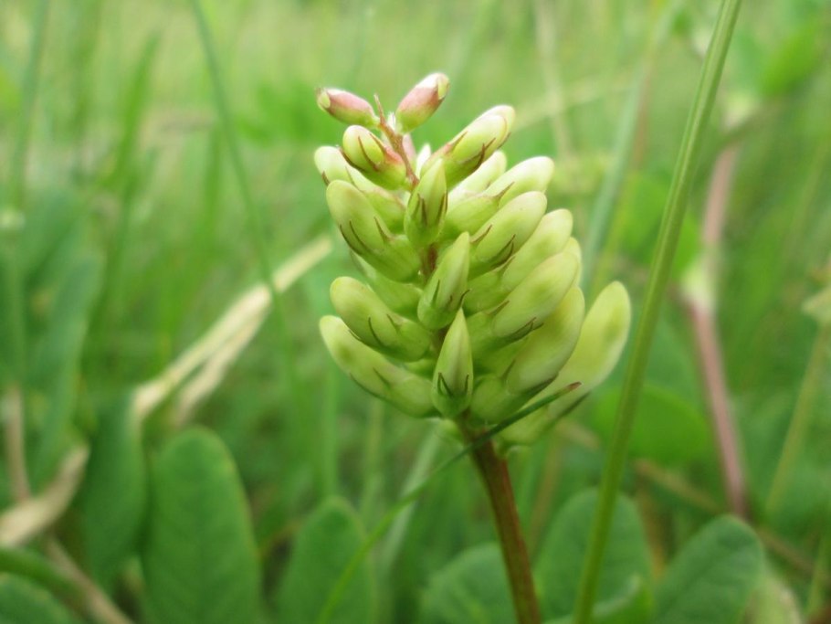 Astragalus glycyphyllos