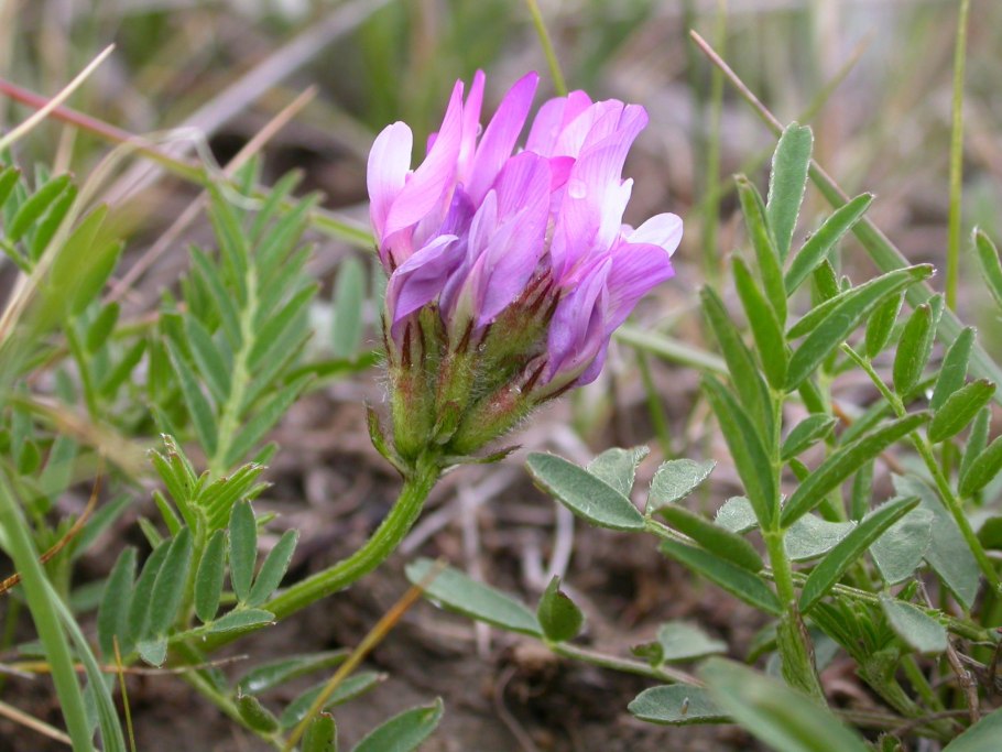Astragalus onobrychis