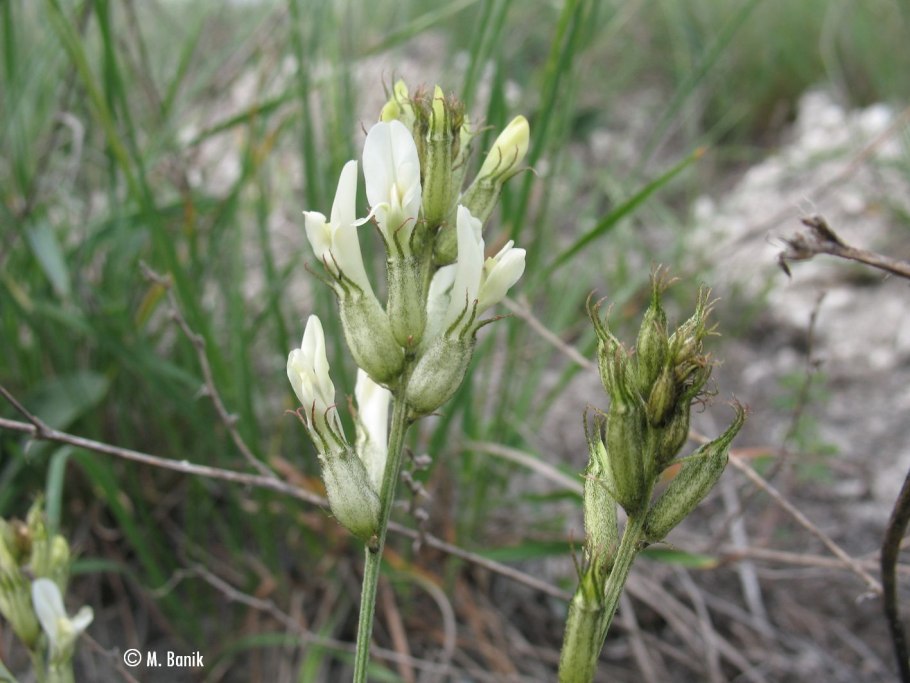 Астрагал цингера - astragalus zingeri korsh.