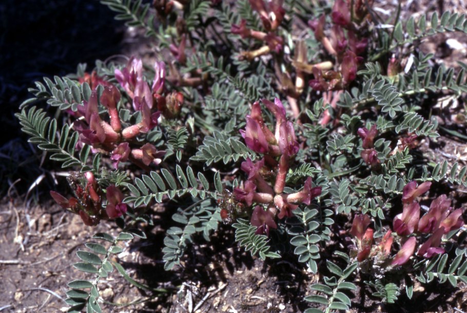 Астрагал щетинистый