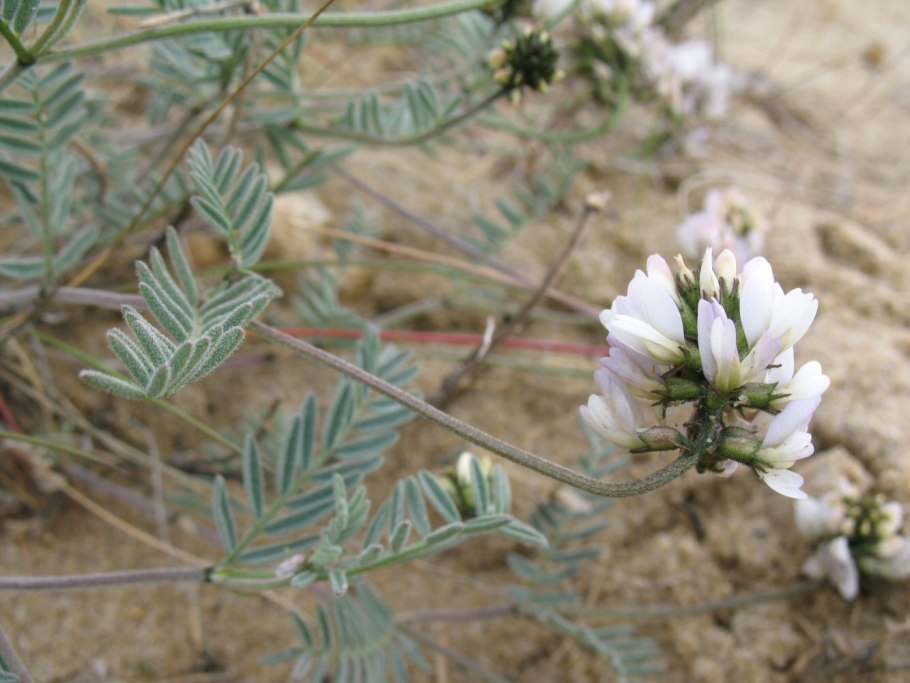 Астрагал ольхонский( astragalus olchonensis)