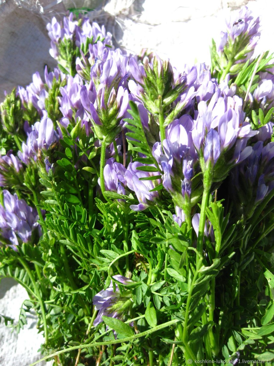 Астрагал луговой