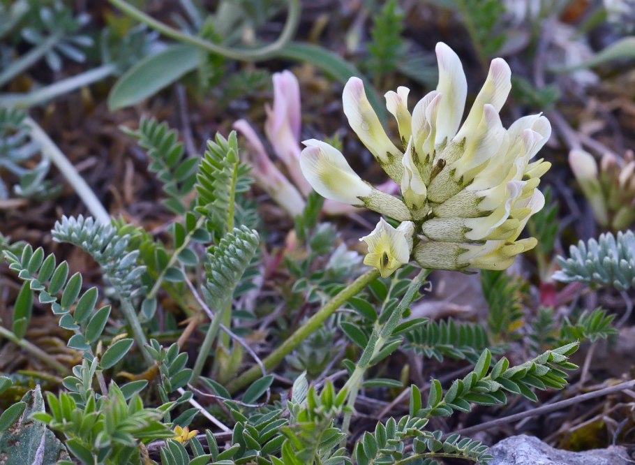 Астрагал перепончатый (astragalus membranaceus)