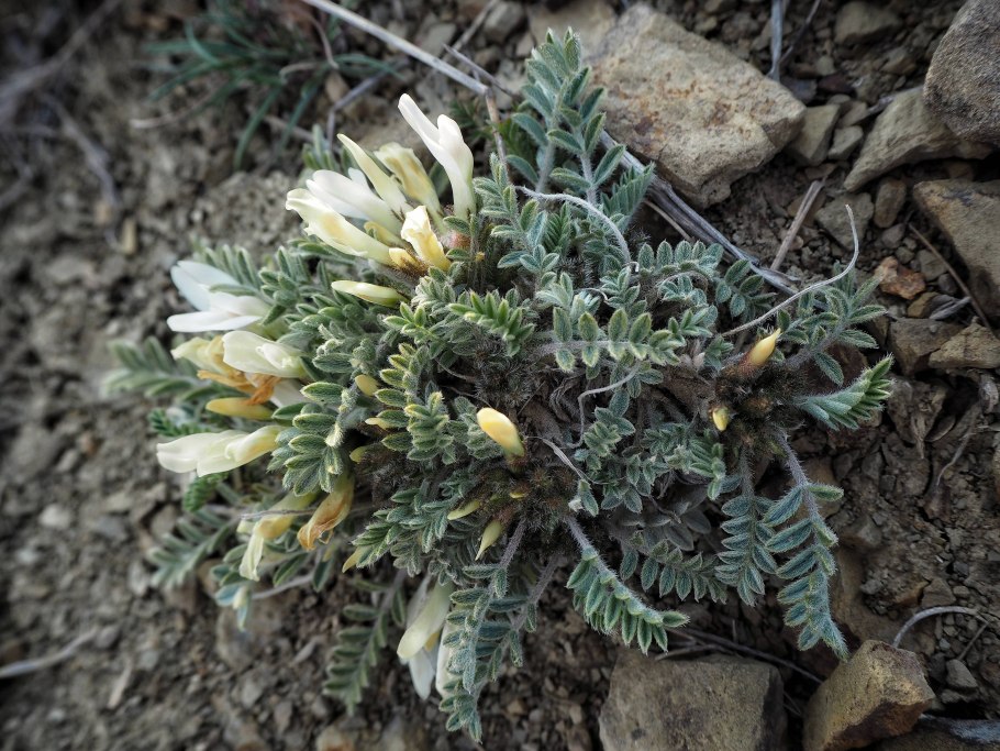 Astragalus testiculatus