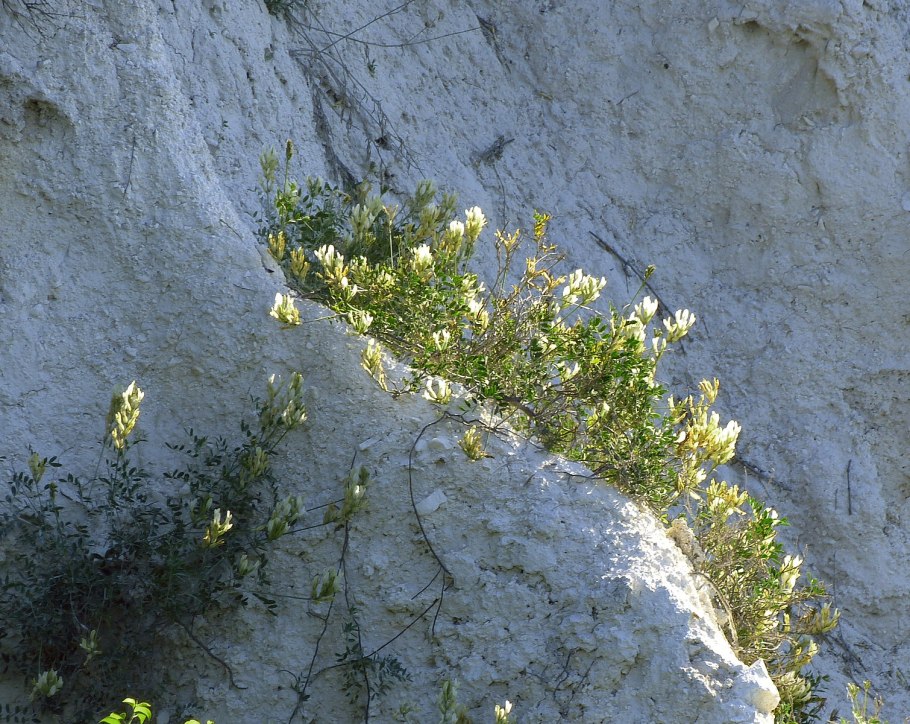 Астрагал шиловидный