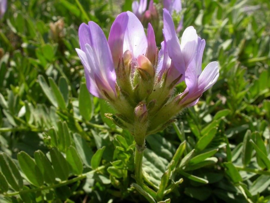 Астрагал эспарцетовый (astragalus onobrychis)