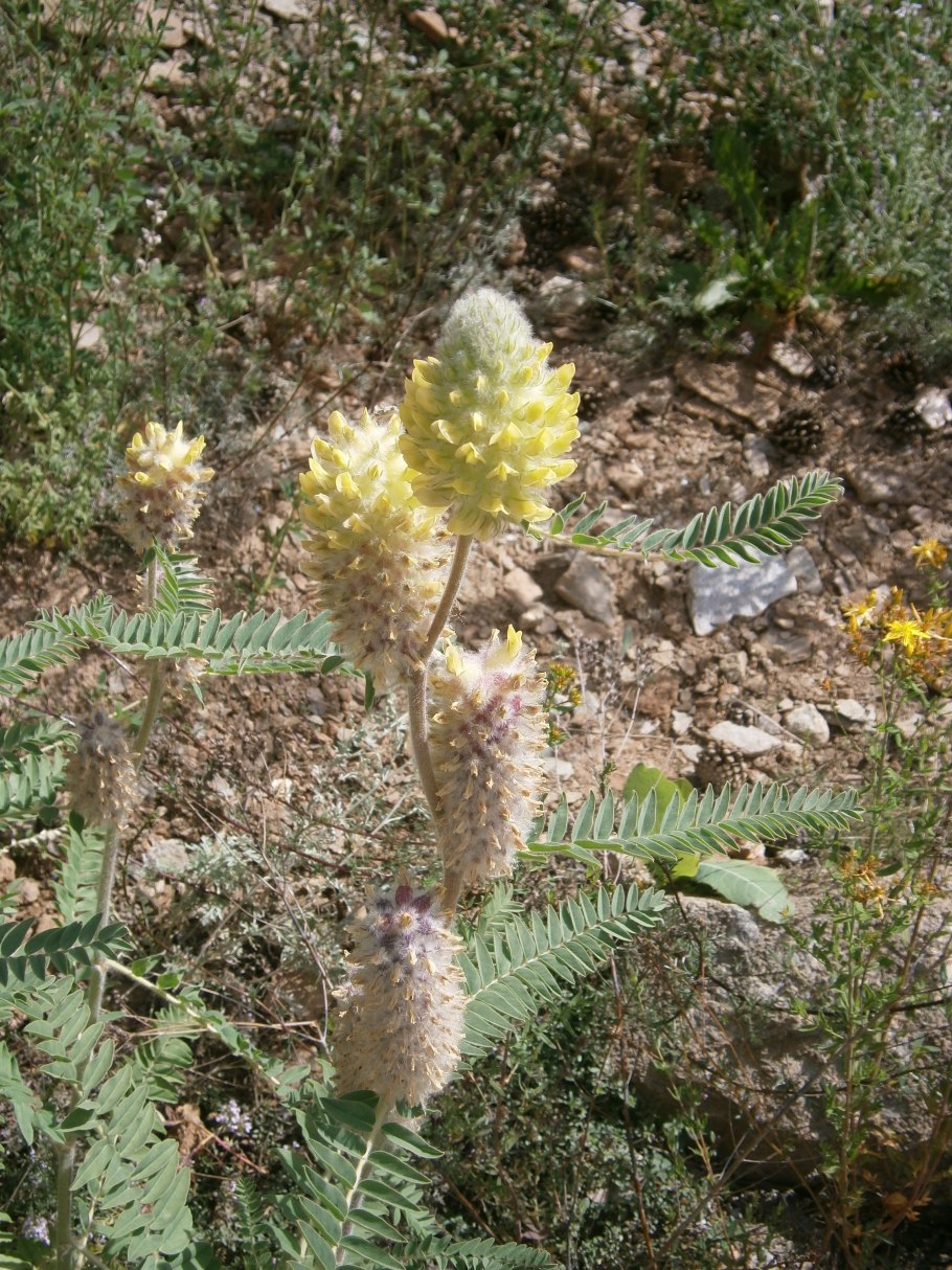 Astragalus alopecurus