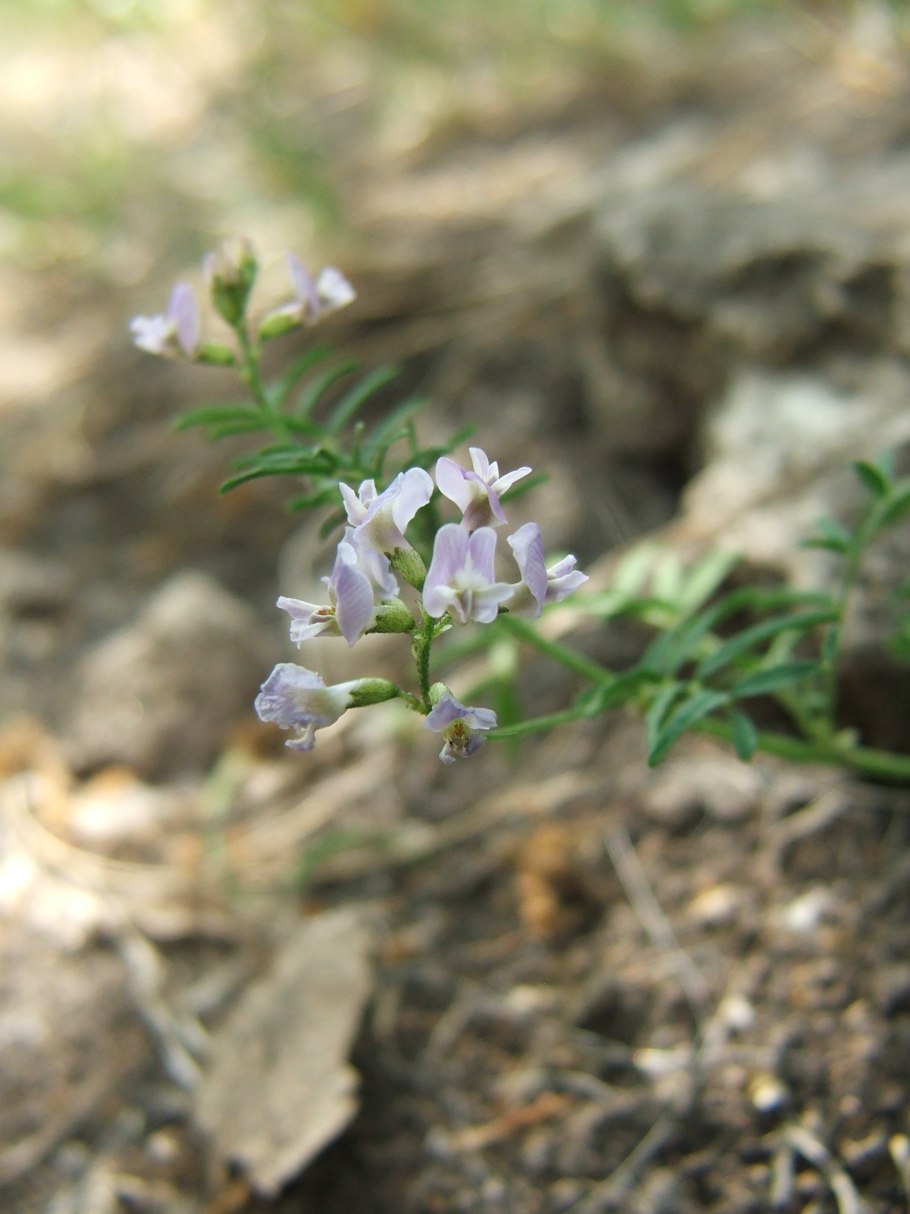 Astragalus austriacus