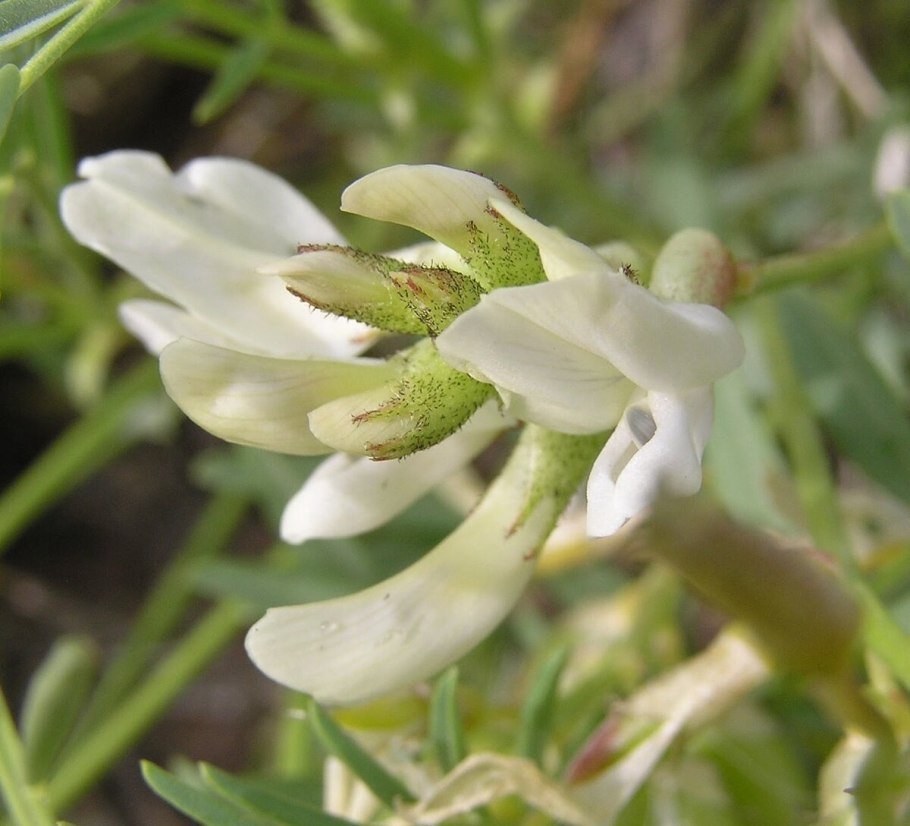 Астрагал сибирский