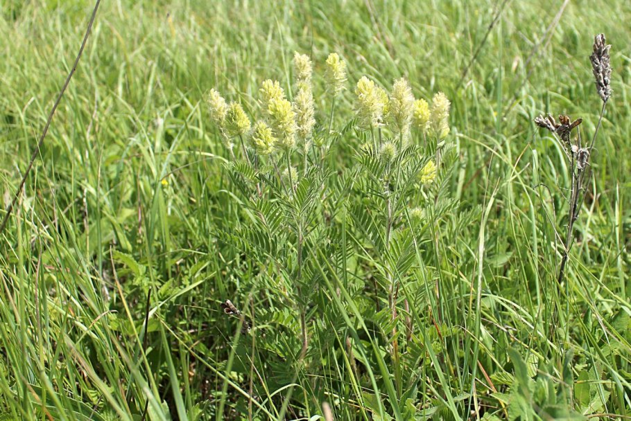 Остролодочник волосистый