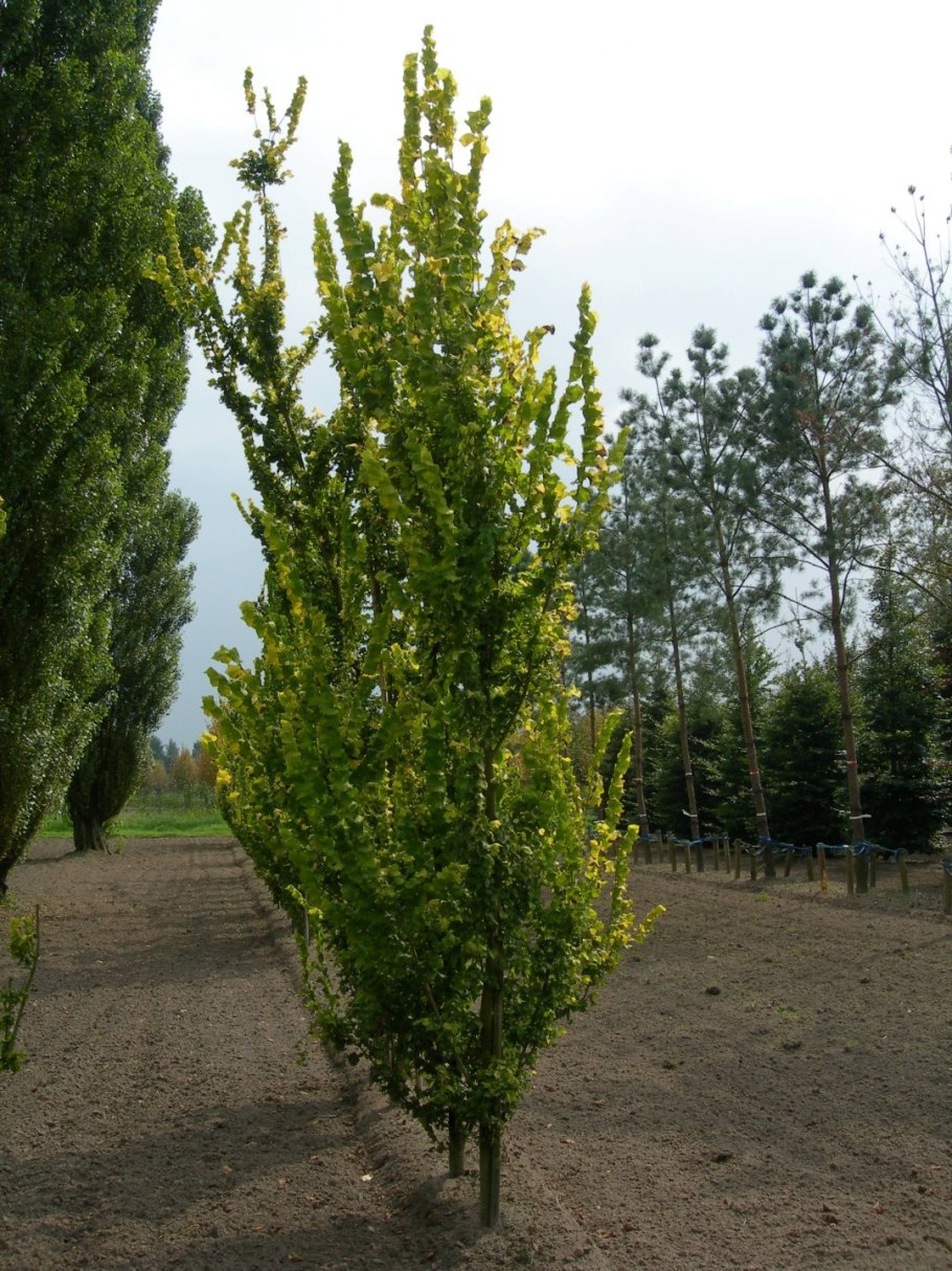 Вяз гибридный 'Columella