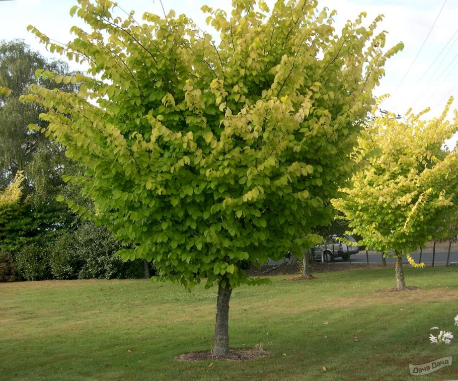 Дерево Ulmus Hollandica