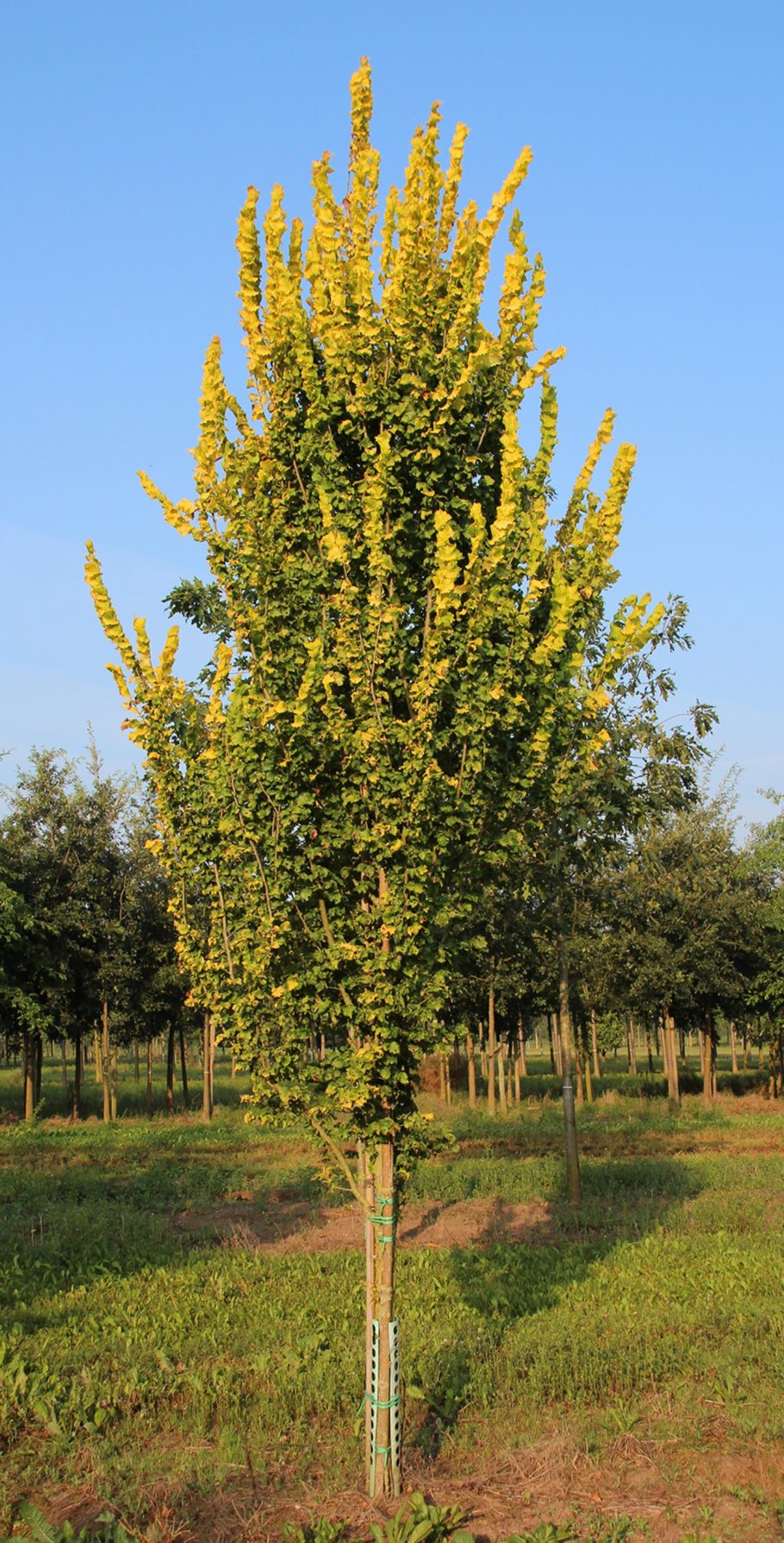 Вяз голландский Ulmus Hollandica