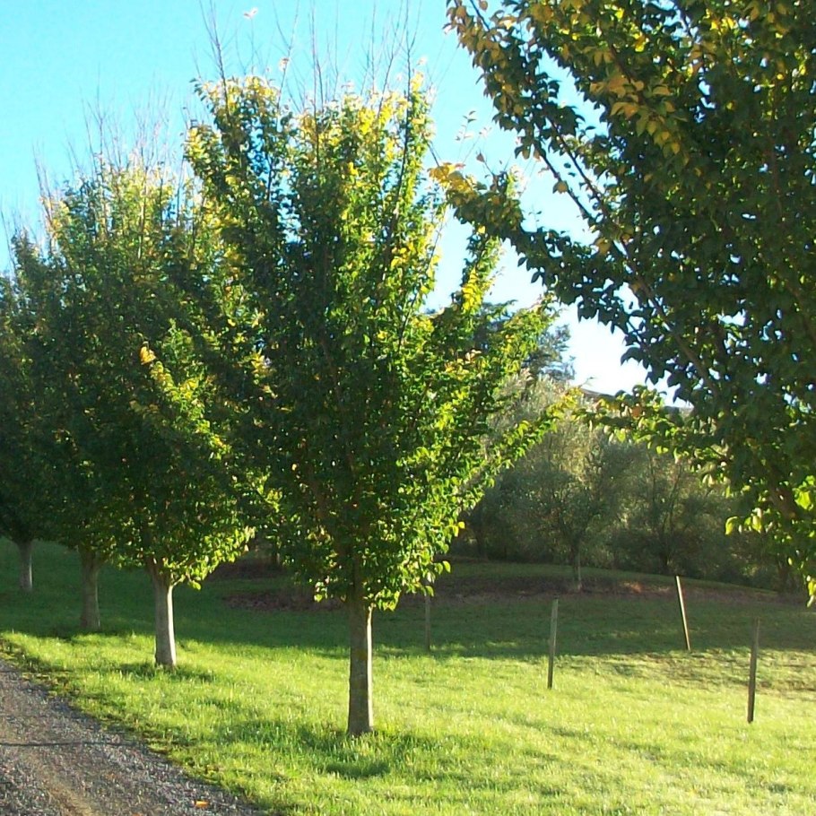 Вяз гибридный Лобел